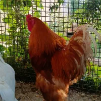 تخم نطفه دار برهما