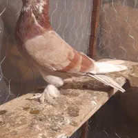 کبوتر های پرشی عالی ساعت بالا|پرنده|مشگین شهر, |دیوار