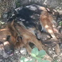 سگ ژرمن شپرد 3ساله