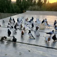 کبوتر سینه ای کله ای دم سیاه سرور|پرنده|صائین قلعه, |دیوار