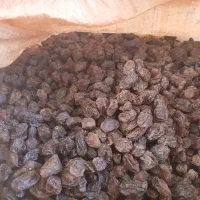 مویز بش دشمن زیاری|خوردنی و آشامیدنی|شیراز, فرگاز|دیوار