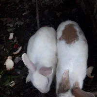 خرگوش|موش و خرگوش|مینودشت, |دیوار