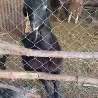 ۴تا کهره چپش برای برزی وبرای کشت چاق|حیوانات مزرعه|فورگ, |دیوار