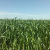 (جو علوفه ای)