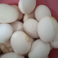 فروش تخم گلین