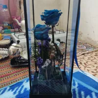 گل جاودان برا کادو