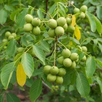 نهال گردو خوشه‌ای، برداشت چند برابر از یک درخت|گل و گیاه طبیعی|کرج, اصفهانی‌ها|دیوار