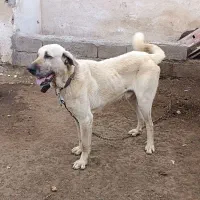 سگ پژدر 2ساله نر