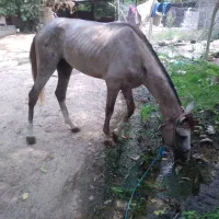 اسب نریان ۳ ساله