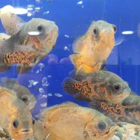 بار جدید ماهی گوشت خوار خارجی