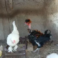 جوجه خروس سلطان و فری