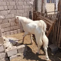 پازن گلابی|حیوانات مزرعه|بندر دیر, |دیوار