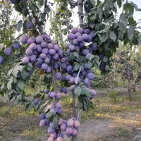 نهالستان تخصصی طلای سبز گوارشکی نهال پایه رویشی|خدمات باغبانی و درختکاری|مشهد, توس فردوسی|دیوار