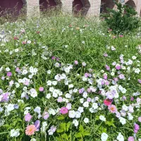 سرایدار خانه