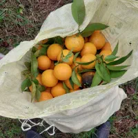 پرتغال محلی خونه شیرین اب دار درشت