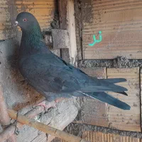 کبوتر|پرنده|زنجان, |دیوار