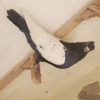 سینه سیا بازیکن جوجه سینه تافته ای نر|پرنده|شیراز, اصلاح‌نژاد|دیوار