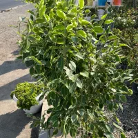 درخچه بنجامین ۲ متری ۳ تومان|گل و گیاه طبیعی|تهران, شهرک استقلال|دیوار