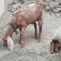 فروش 2تابزشیری دورگه و1تروشت