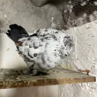 کبوتر نر سوسک پشت پروک