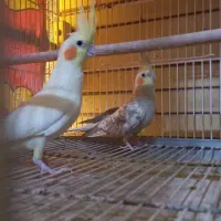 عروس هلندی|پرنده|شیراز, شهرک امیر کبیر|دیوار