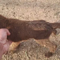 بز  شیری|حیوانات مزرعه|بندر ماهشهر, |دیوار