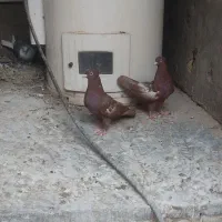 جوجه سینه سرخ