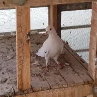 حراج|حراج|اردکان, |دیوار