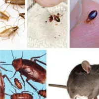 سمپاشی سوسک ساس سم پاشی کک وکنه تضمینی صدرصدتضمین