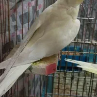 عروس هلندی مولد یا یه جوجه|پرنده|هرسین, |دیوار