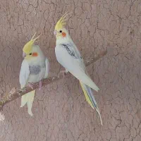 فروش عروس هلندی ، قناری،فنچ گلدین|پرنده|فسا, |دیوار
