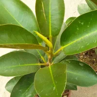 گل کالا|کنسول، بازی ویدئویی و آنلاین|بروجرد, |دیوار