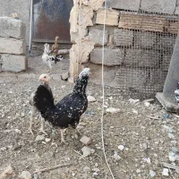 مرغ خروس گلین|حیوانات مزرعه|ماکو, |دیوار