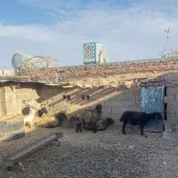 میش آوست و بز زاییده مفت|حیوانات مزرعه|تربت جام, جامرود|دیوار