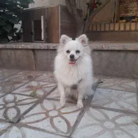 پامرین روباهی