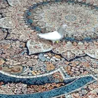 سینه سوسنی / کله سیاه