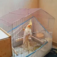 عروس هلندی|پرنده|فومن, |دیوار