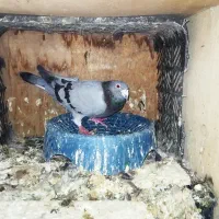کفتر جفت وصید|پرنده|مشهد, وحید|دیوار