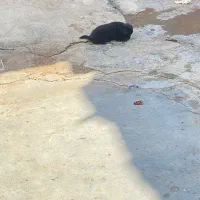 سگ پامر|سگ|مسجد سلیمان, |دیوار