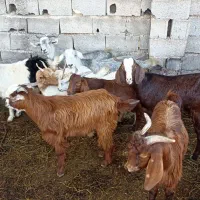 بز بزغاله معاوضه با بره گوسفند|حیوانات مزرعه|قرق, |دیوار