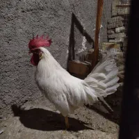 خروس برای قربانی و نگهداری