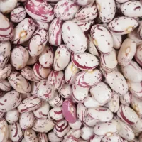 لوبیا چیتی پاکوتاه