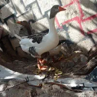 جانوان