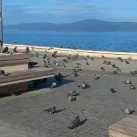 کار در ترکیه بدون هزینه کاریابی