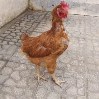 مرغ جوان محلی