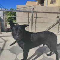 بلک ژرمن ورک