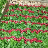 سبزی محلی تازه