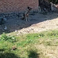 فروشی|سگ|اهر, |دیوار