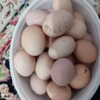 تخم مرغ محلی