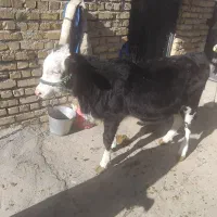 گاو با گوساله بزرگ ماده سیمتال|حیوانات مزرعه|الیگودرز, |دیوار